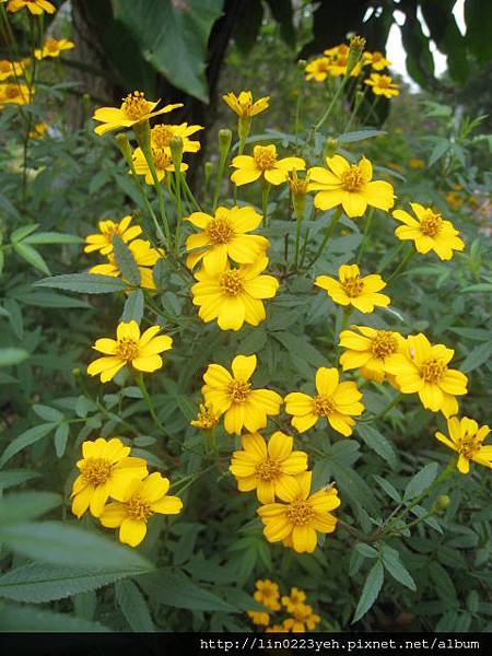芳香萬壽菊 芳香萬壽菊