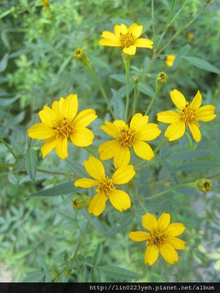 芳香萬壽菊 芳香萬壽菊