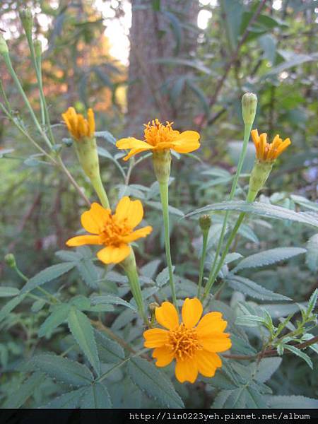 芳香萬壽菊 芳香萬壽菊