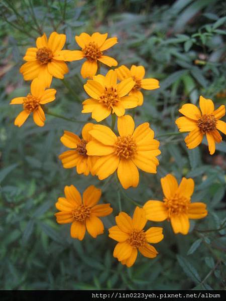 芳香萬壽菊 芳香萬壽菊