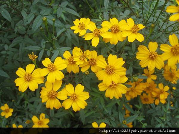 芳香萬壽菊 芳香萬壽菊