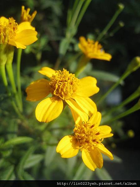 芳香萬壽菊 芳香萬壽菊