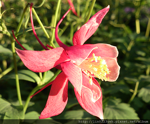 夢幻草(耬斗菜) 夢幻草(耬斗菜)
