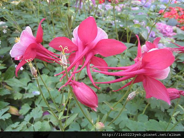 夢幻草(耬斗菜) 夢幻草(耬斗菜)