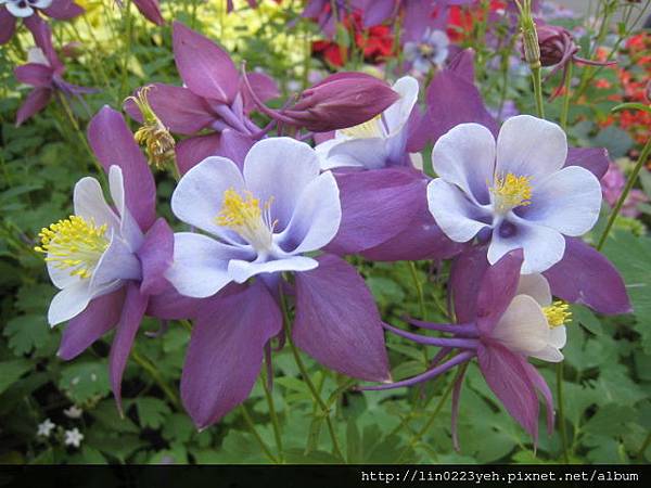 夢幻草(耬斗菜) 夢幻草(耬斗菜)
