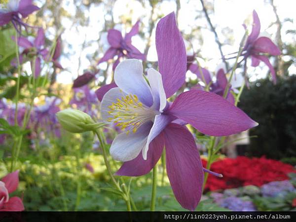 夢幻草(耬斗菜) 夢幻草(耬斗菜)