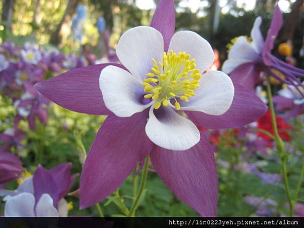夢幻草(耬斗菜) 夢幻草(耬斗菜)