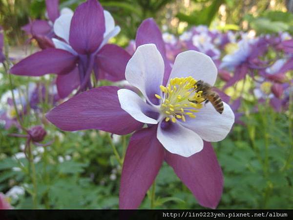 夢幻草(耬斗菜) 夢幻草(耬斗菜)