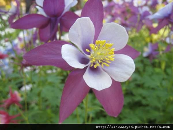 夢幻草(耬斗菜) 夢幻草(耬斗菜)