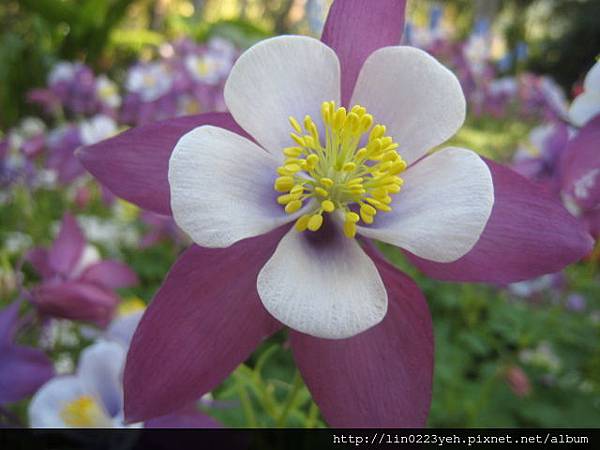夢幻草(耬斗菜) 夢幻草(耬斗菜)