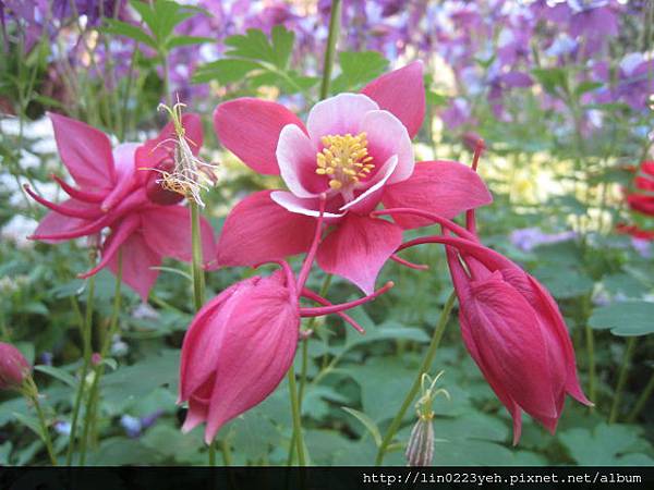 夢幻草(耬斗菜) 夢幻草(耬斗菜)
