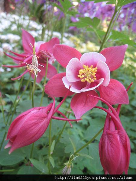 夢幻草(耬斗菜) 夢幻草(耬斗菜)