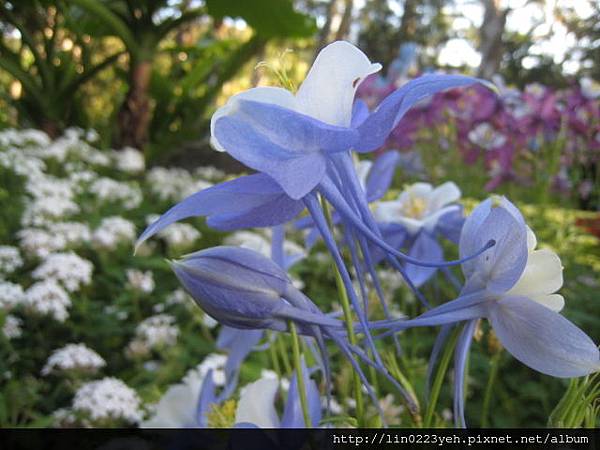 夢幻草(耬斗菜) 夢幻草(耬斗菜)