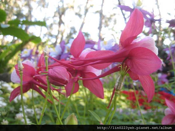 夢幻草(耬斗菜) 夢幻草(耬斗菜)