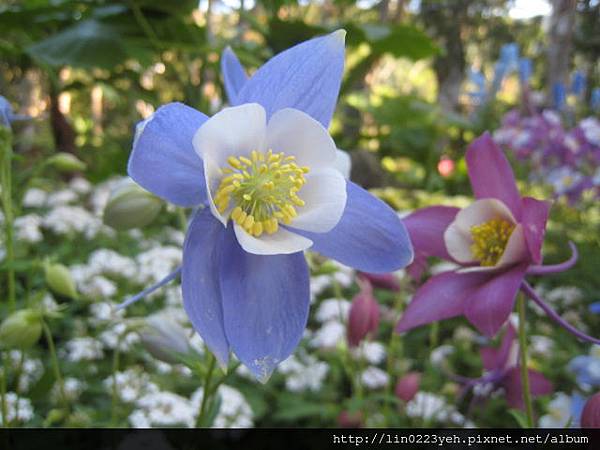 夢幻草(耬斗菜) 夢幻草(耬斗菜)