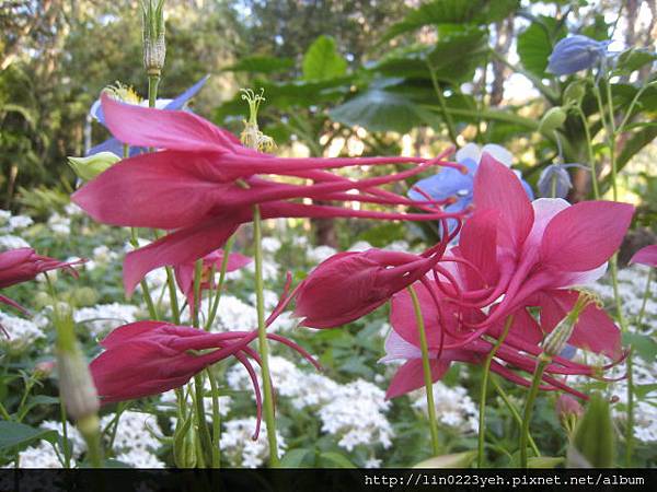 夢幻草(耬斗菜) 夢幻草(耬斗菜)
