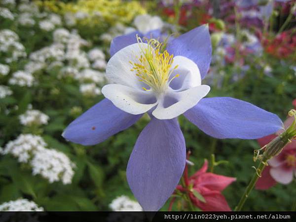 夢幻草(耬斗菜) 夢幻草(耬斗菜)