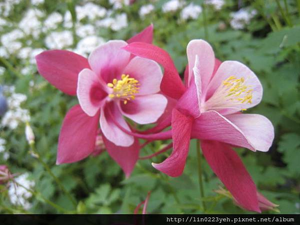夢幻草(耬斗菜) 夢幻草(耬斗菜)