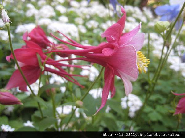 夢幻草(耬斗菜) 夢幻草(耬斗菜)