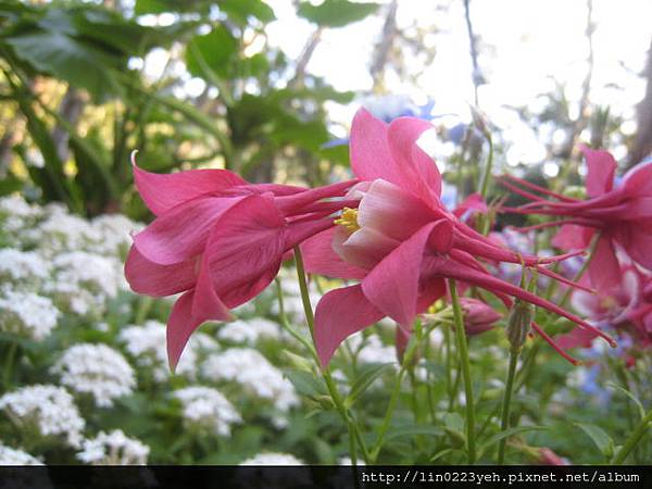 夢幻草(耬斗菜) 夢幻草(耬斗菜)