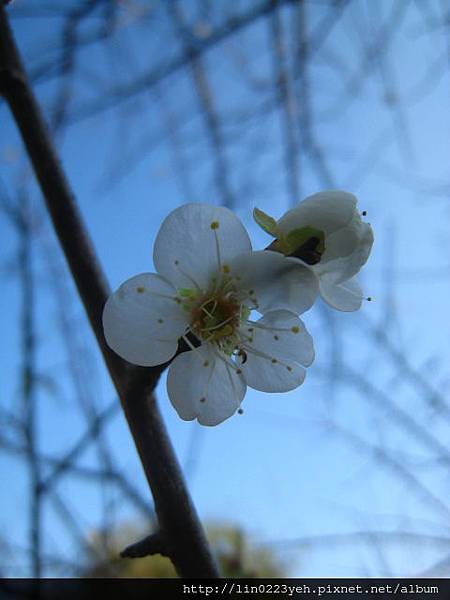 梅花