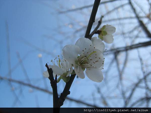 梅花