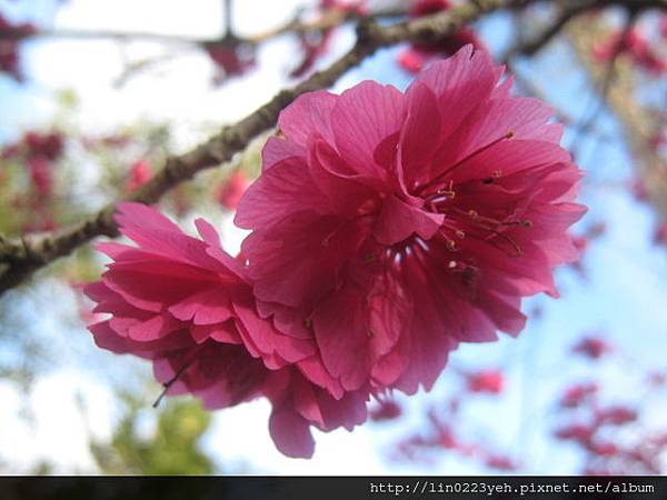 八重櫻 (68).JPG 八重櫻 (68).JPG