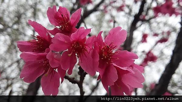 櫻花 櫻花