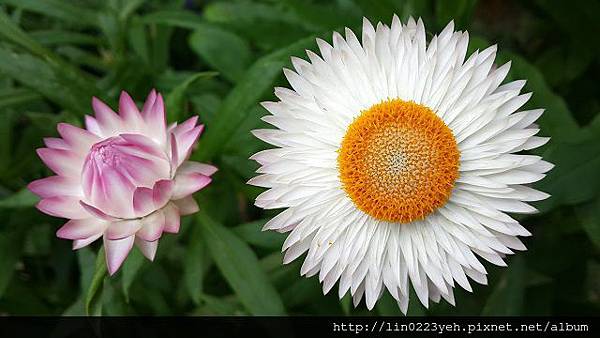 麥桿菊 麥桿菊