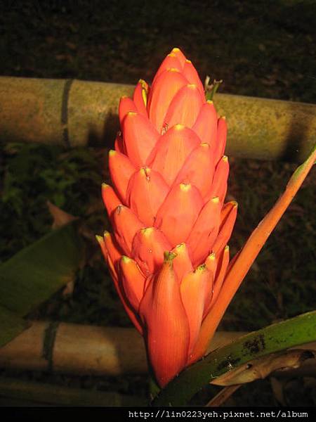 紅蕉花.