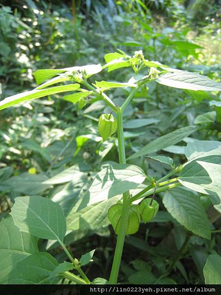 苦蘵~燈籠草 (27).JPG