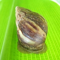 非洲大蝸牛