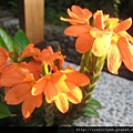 鳥尾花