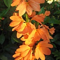鳥尾花