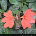 鳥尾花