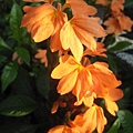 鳥尾花
