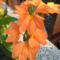 鳥尾花