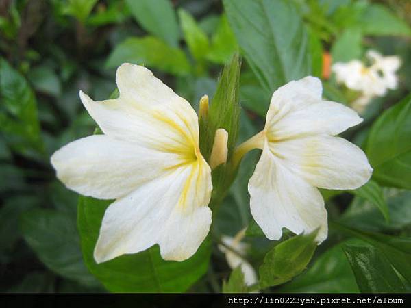 鳥尾花