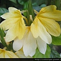 鳥尾花