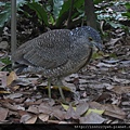 黑冠麻鷺~亞成鳥 (5).JPG