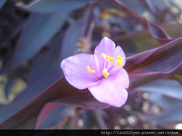 紫背鴨拓草 (1).JPG