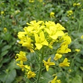 油菜 (8).JPG