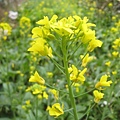油菜 (7).JPG