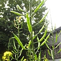 油菜心 (4).JPG