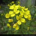 油菜心 (1).JPG