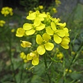 油菜心 (3).JPG