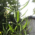 油菜心.JPG