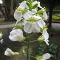 芥藍 (3).JPG