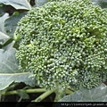 花椰菜 (1).JPG