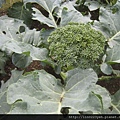 花椰菜 (2).JPG